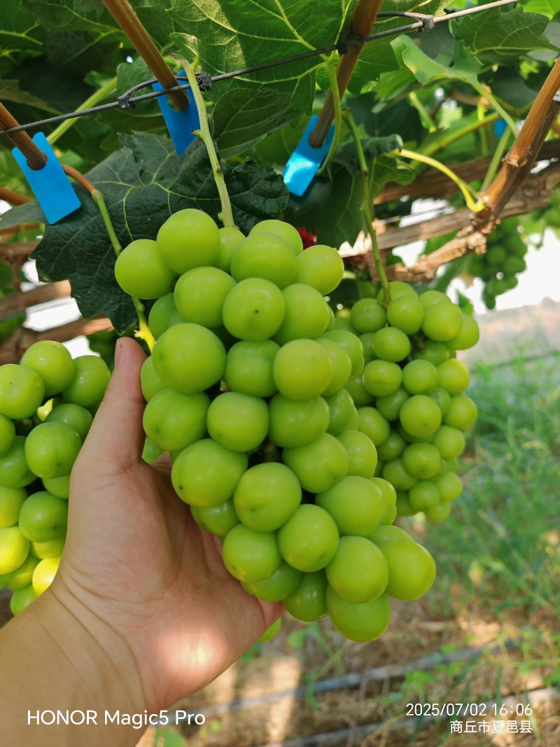 便宜次果价格美丽夏邑产区田头直采果汁厂奶茶店