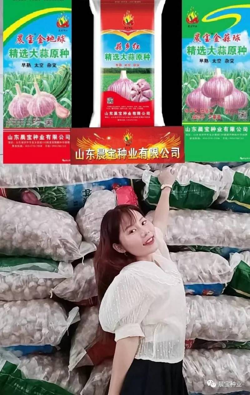 金蒜球大蒜种子，太空蒜种，大青稞蒜种，免费技术指导包回收