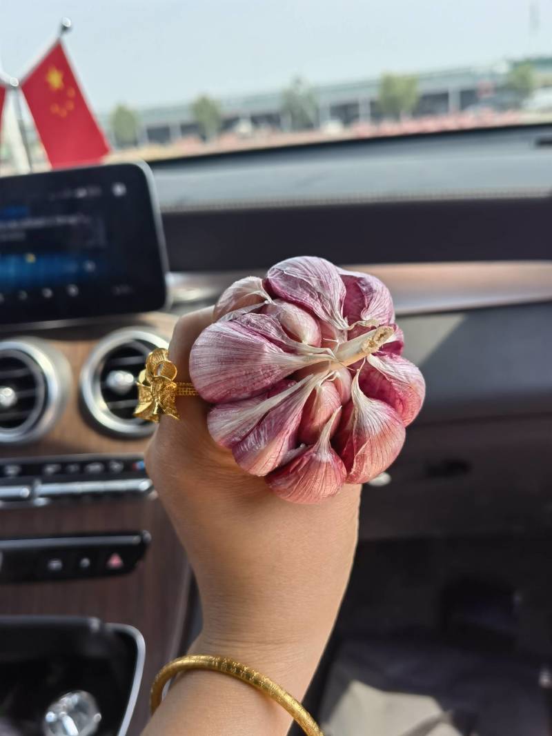 金蒜球大蒜种子，太空蒜种，大青稞蒜种，免费技术指导包回收