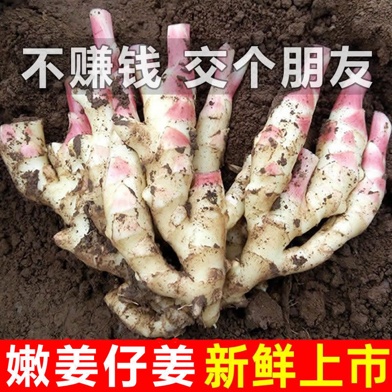 新鲜生仔姜可批发可代发一条龙服务量大从优欢迎电话咨询