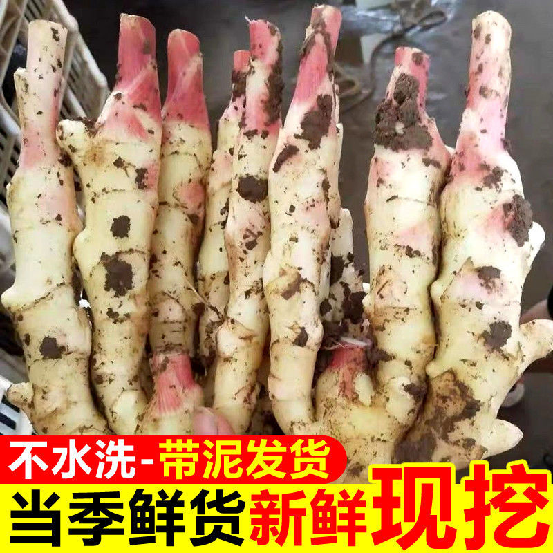 新鲜生仔姜可批发可代发一条龙服务量大从优欢迎电话咨询