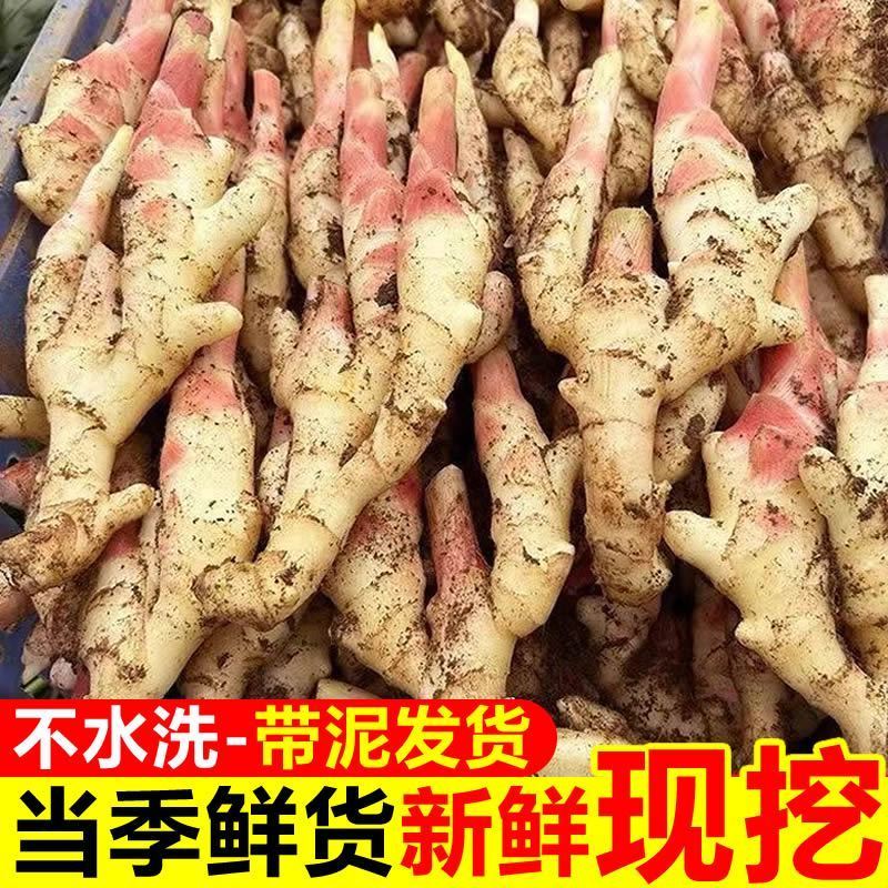 新鲜生仔姜可批发可代发一条龙服务量大从优欢迎电话咨询