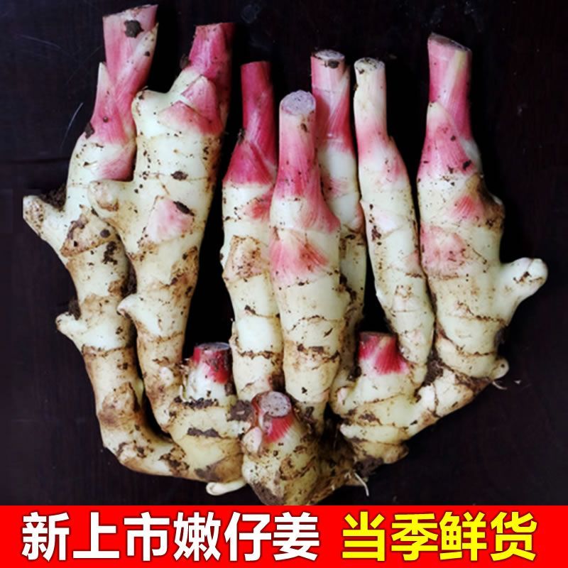 新鲜生仔姜可批发可代发一条龙服务量大从优欢迎电话咨询