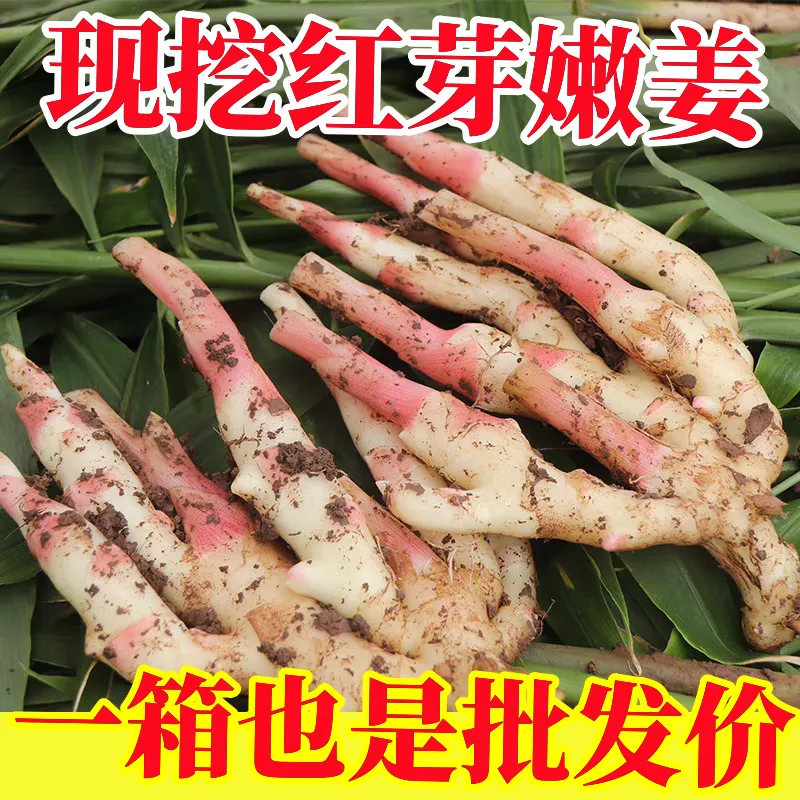 新鲜生仔姜可批发可代发一条龙服务量大从优欢迎电话咨询