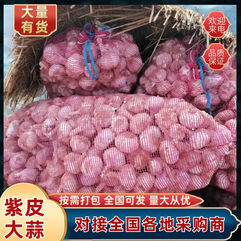 2026新鲜大蒜，金乡大蒜。蒜已干好个大质量好净蒜