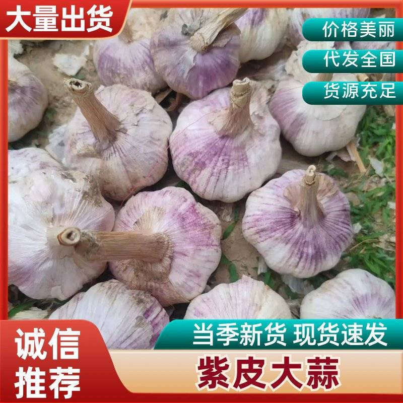 好货推荐2026年新蒜大量供应欢迎全国各地老板来收货