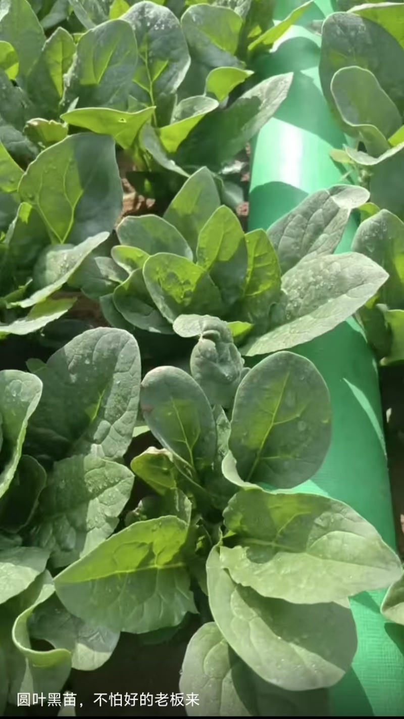 精品大叶菠菜大量供应，货源充足，内蒙产地直发，量大从优