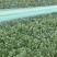 精品大叶菠菜大量供应，货源充足，内蒙产地直发，量大从优
