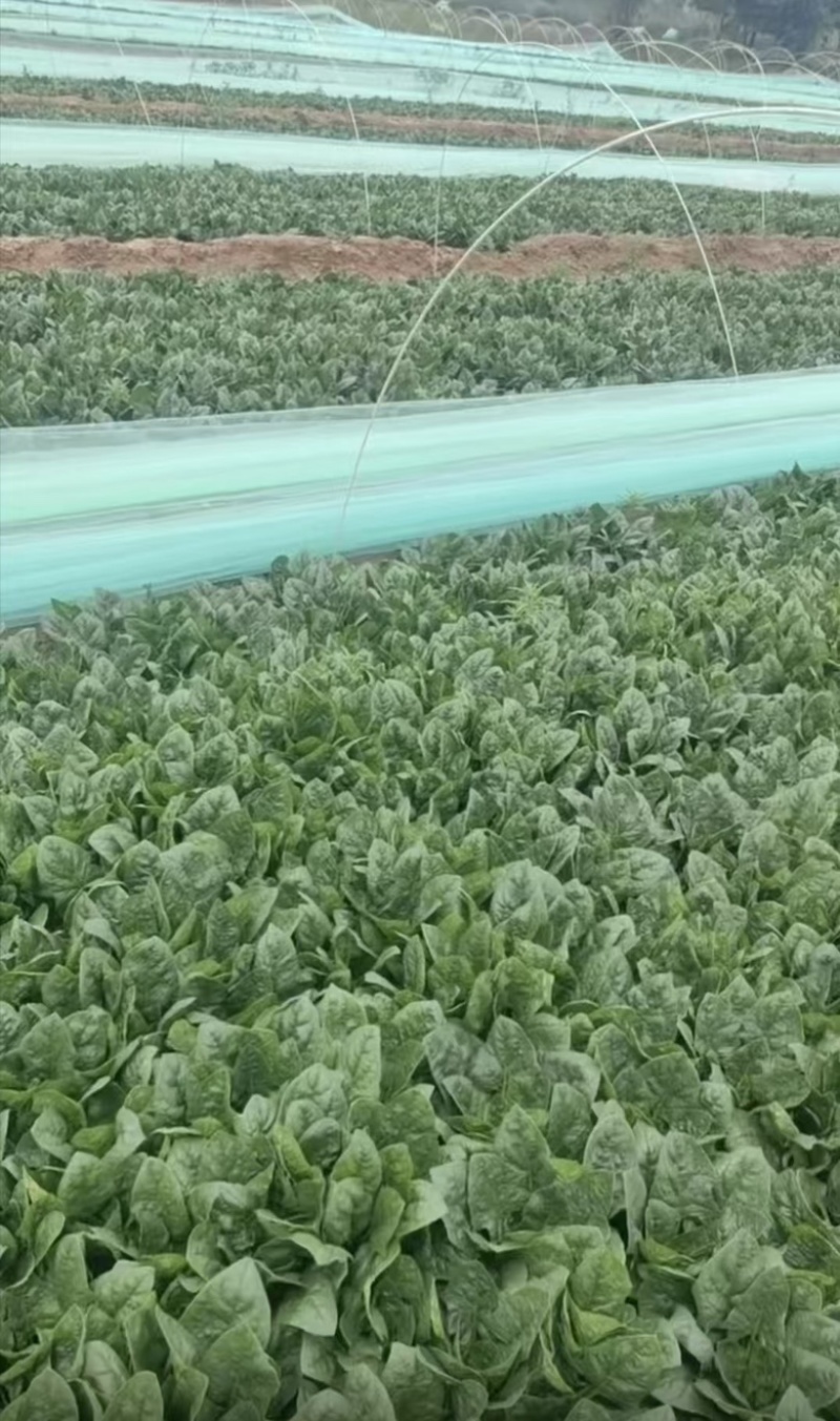 精品大叶菠菜大量供应，货源充足，内蒙产地直发，量大从优
