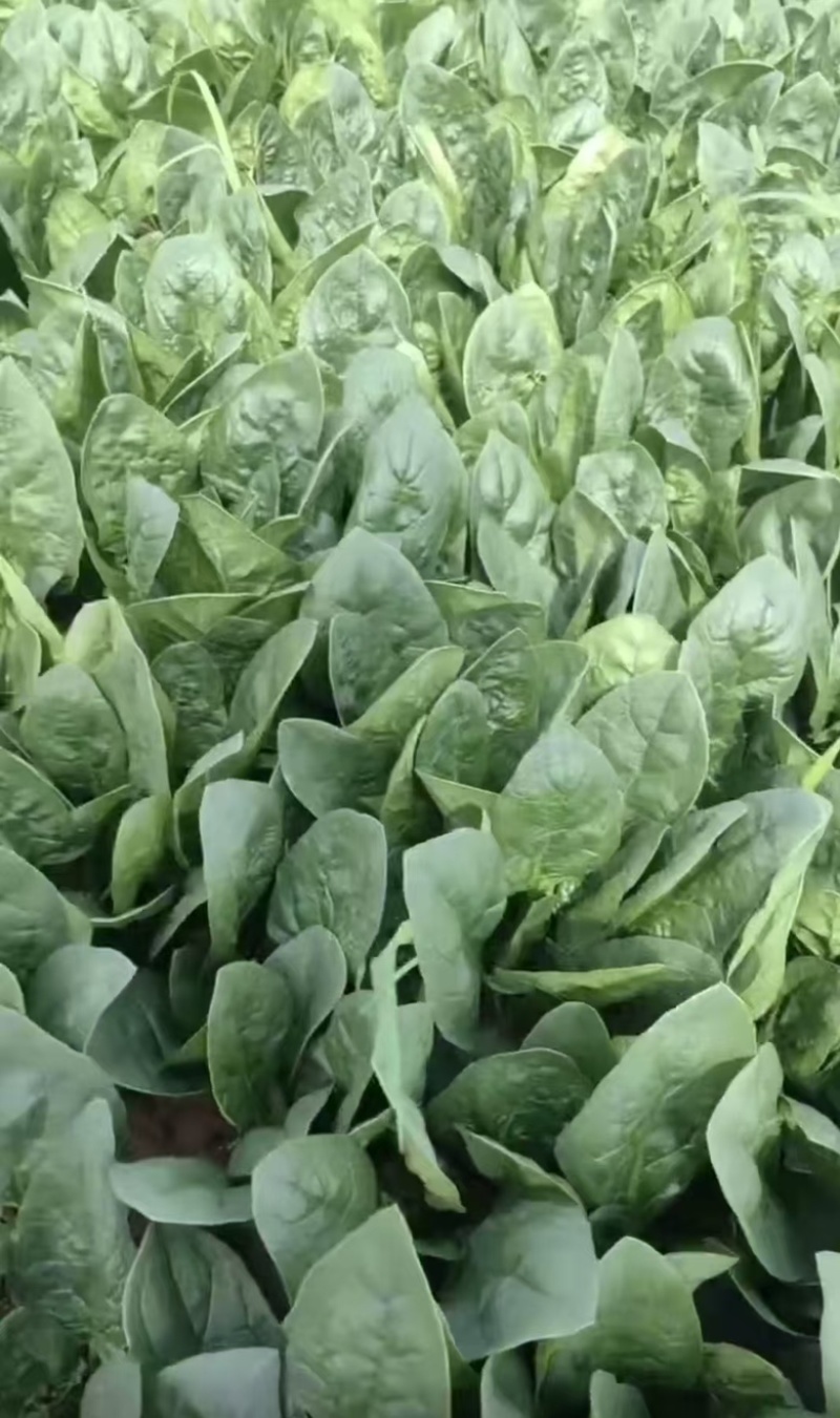 精品大叶菠菜大量供应，货源充足，内蒙产地直发，量大从优