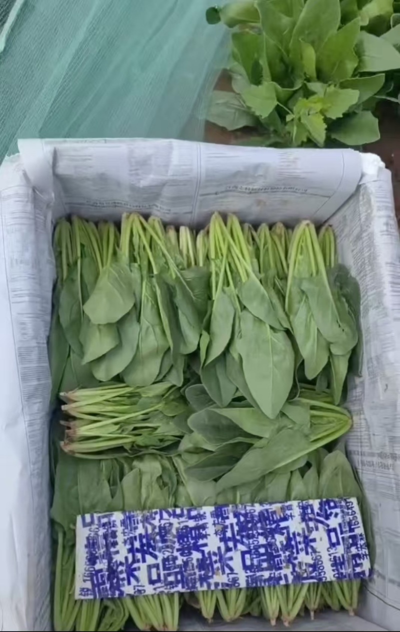 精品大叶菠菜大量供应，货源充足，内蒙产地直发，量大从优