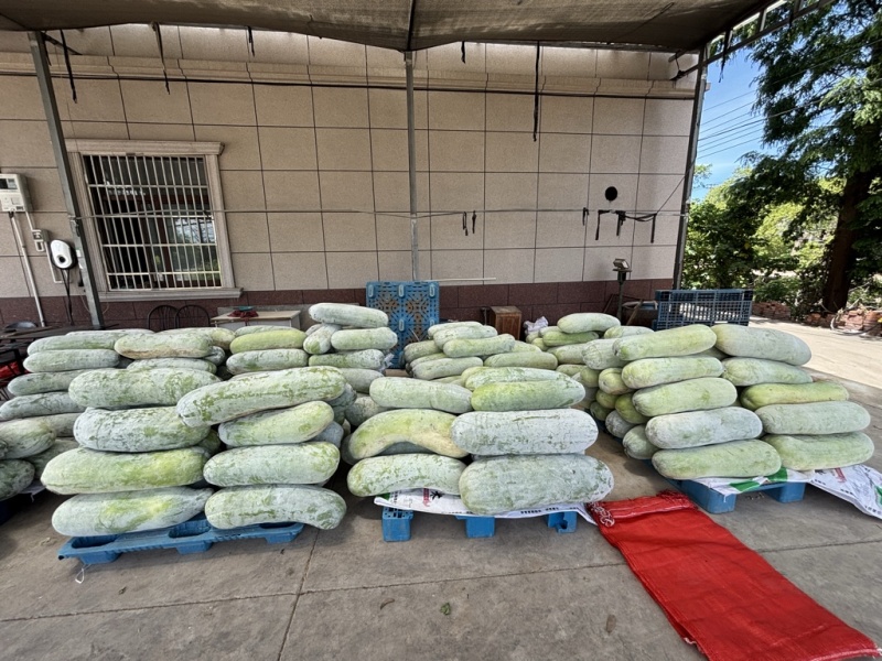 慈溪西三本地白皮小冬瓜