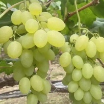 维多利亚青提颗粒大果面靓炸街饶阳