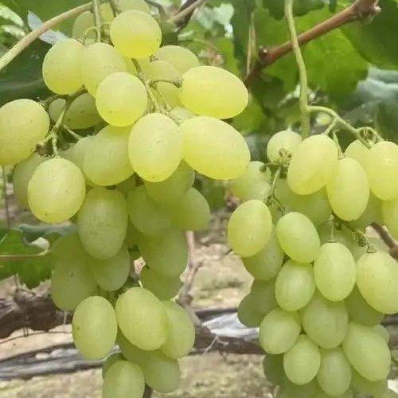 维多利亚青提颗粒大果面靓炸街饶阳