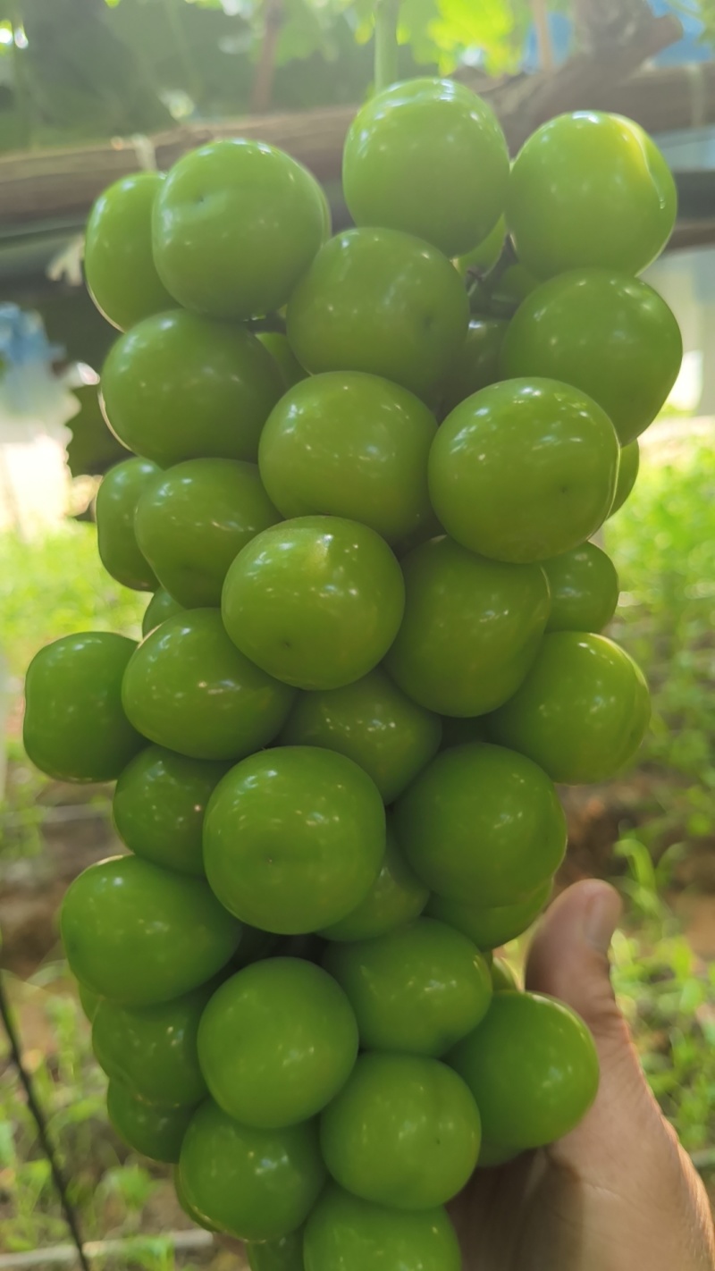 阳光玫瑰大量上市，热销牛
