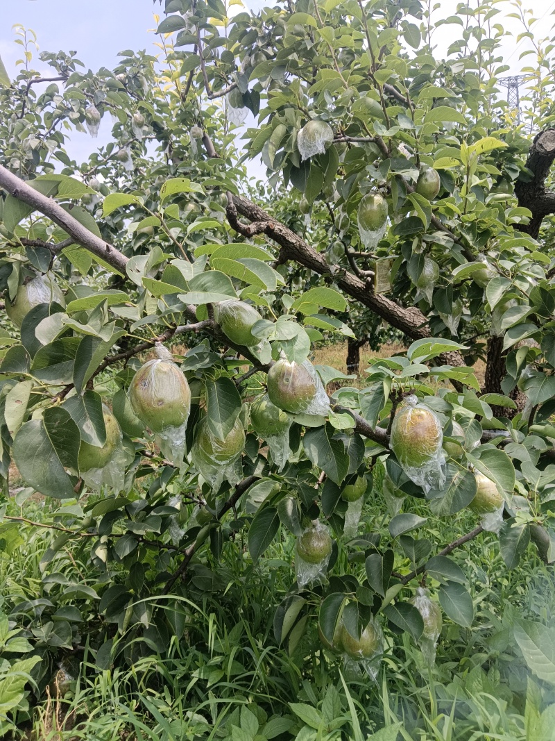 梅梨七号货好量大，诚信，靠谱。