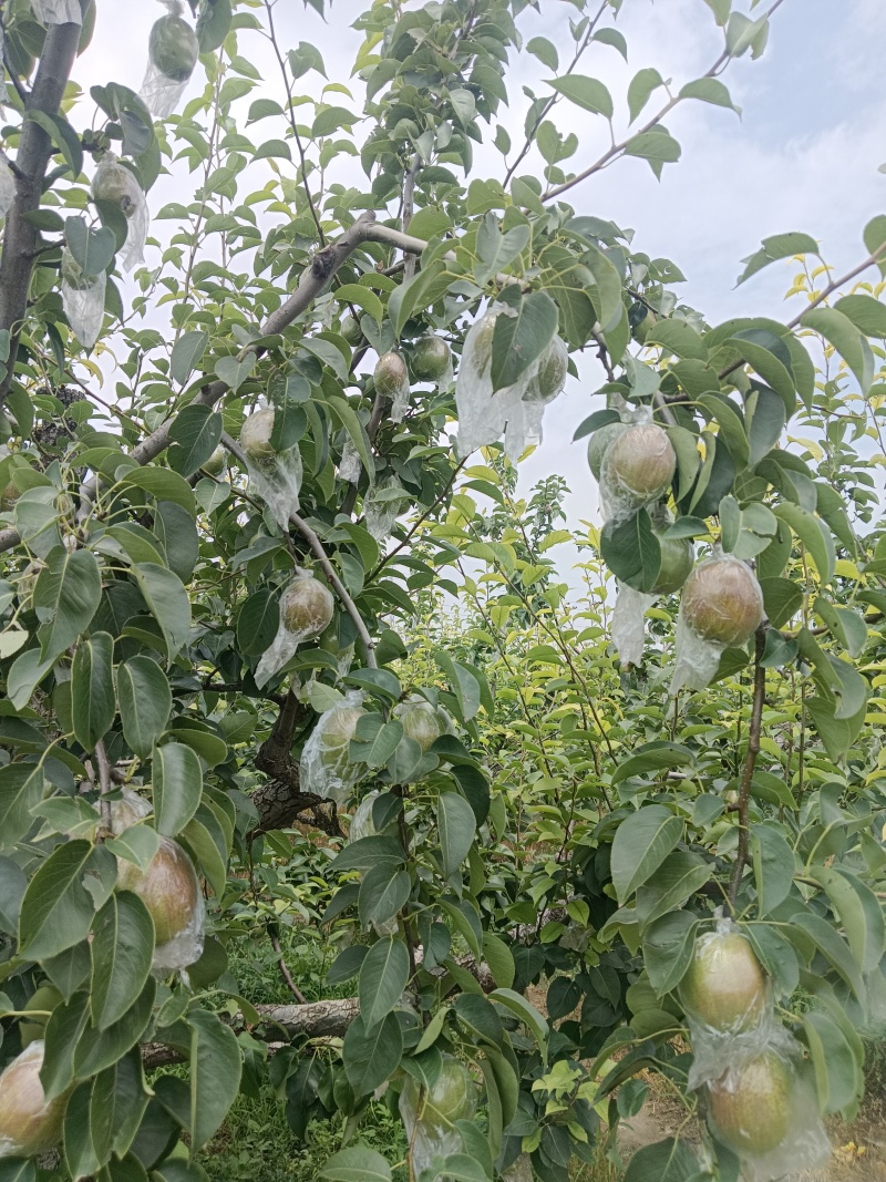 梅梨七号货好量大，诚信，靠谱。
