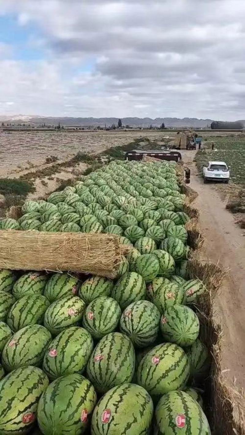 【量大优惠】宁夏硒砂瓜品质保障对接全国批发电商商超