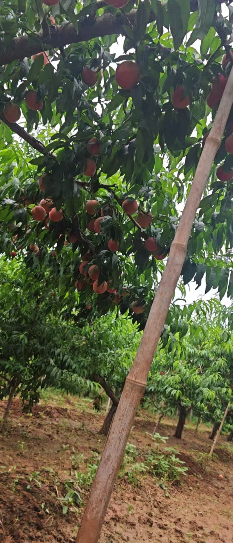 绿化久毛桃