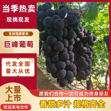 巨峰葡萄大量有货精品直供可视频看货对接各大平台