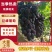 巨峰葡萄大量有货精品直供可视频看货对接各大平台