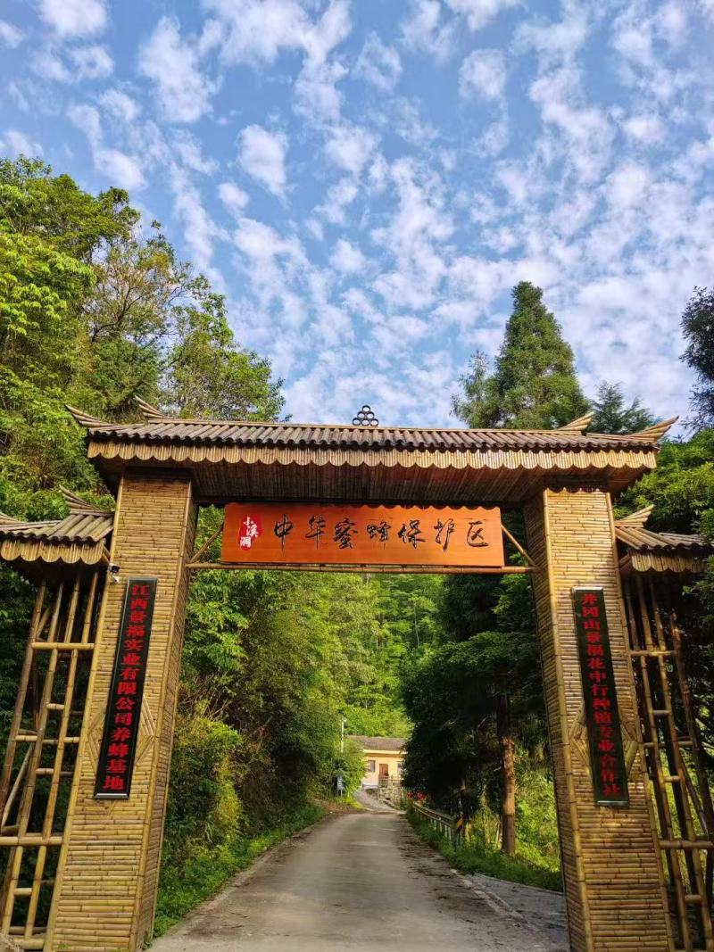 精品中华土蜂蜜，枇杷蜂蜜枸杞蜂蜜党参蜂蜜龙眼蜂蜜等，来电详聊