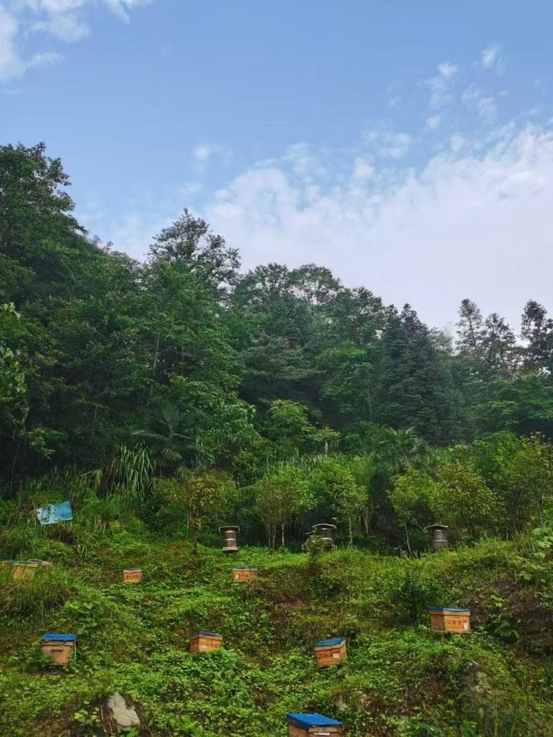 精品中华土蜂蜜，枇杷蜂蜜枸杞蜂蜜党参蜂蜜龙眼蜂蜜等，来电详聊