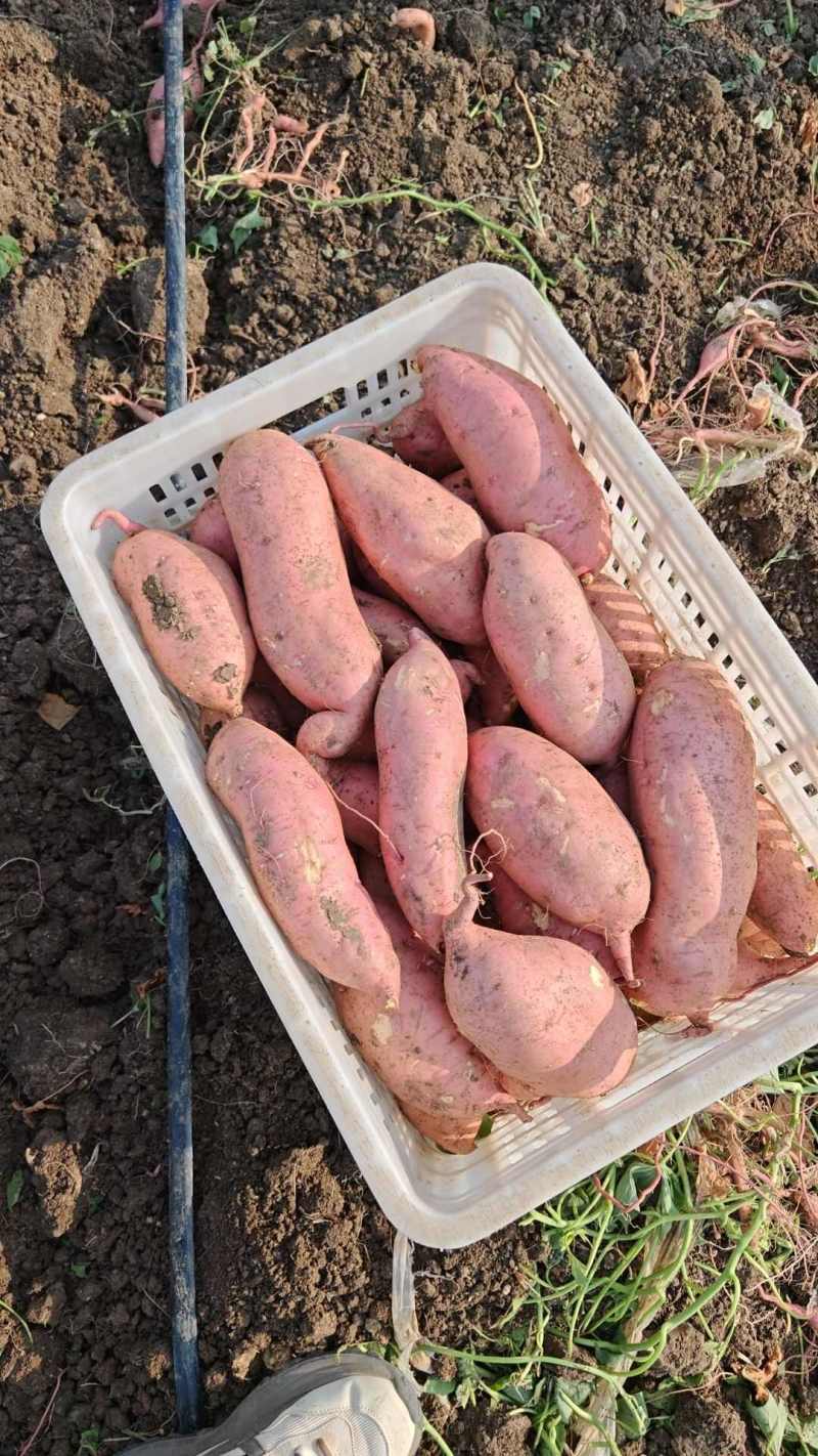 龙薯九号红薯开封龙薯9龙薯龙九红薯代收代发全国市场