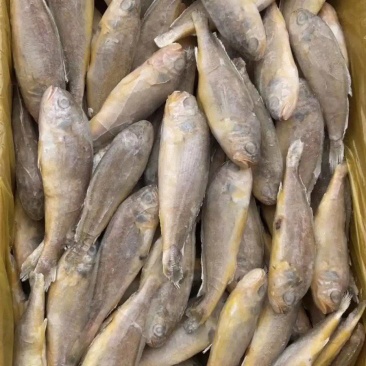 品名：小黄花鱼规格：一箱十斤，一箱120条以内开堂去肠