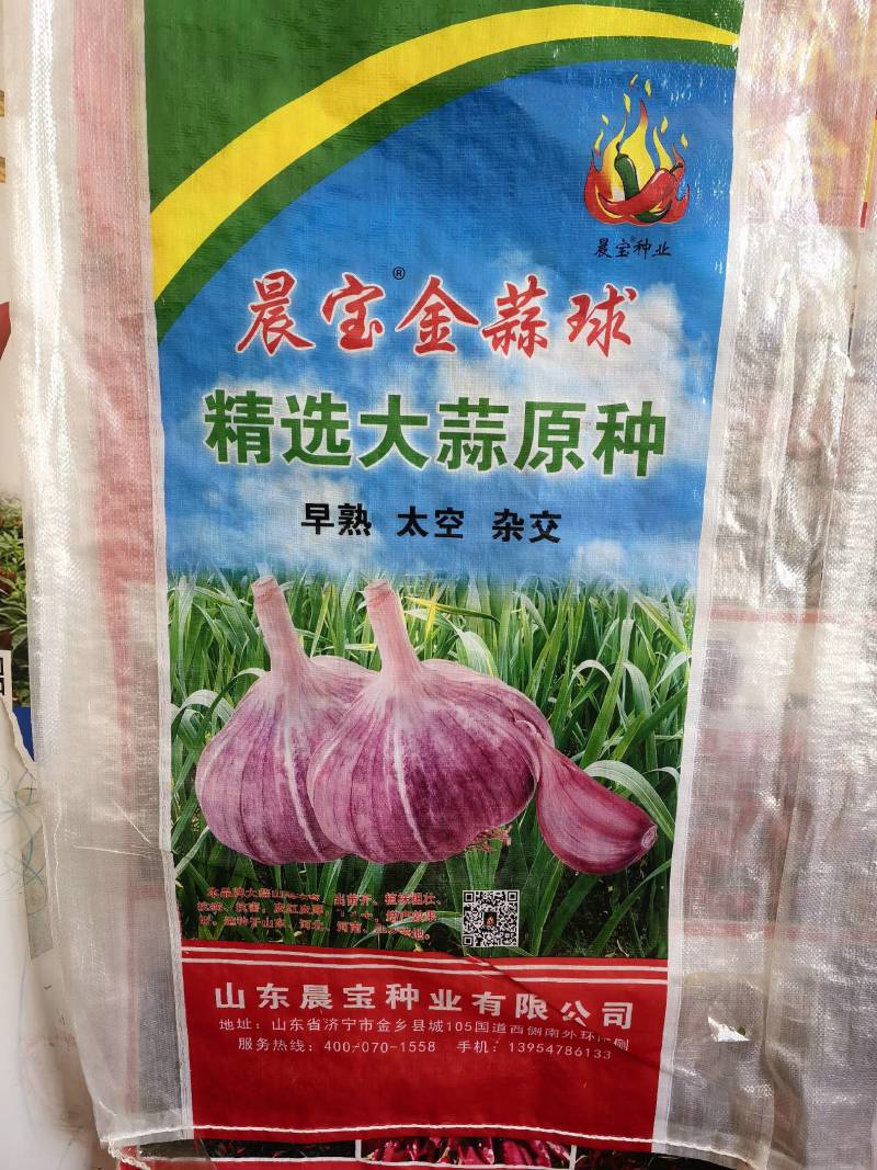 太空蒜种，金蒜球大蒜种子，大青稞蒜种，种类齐全