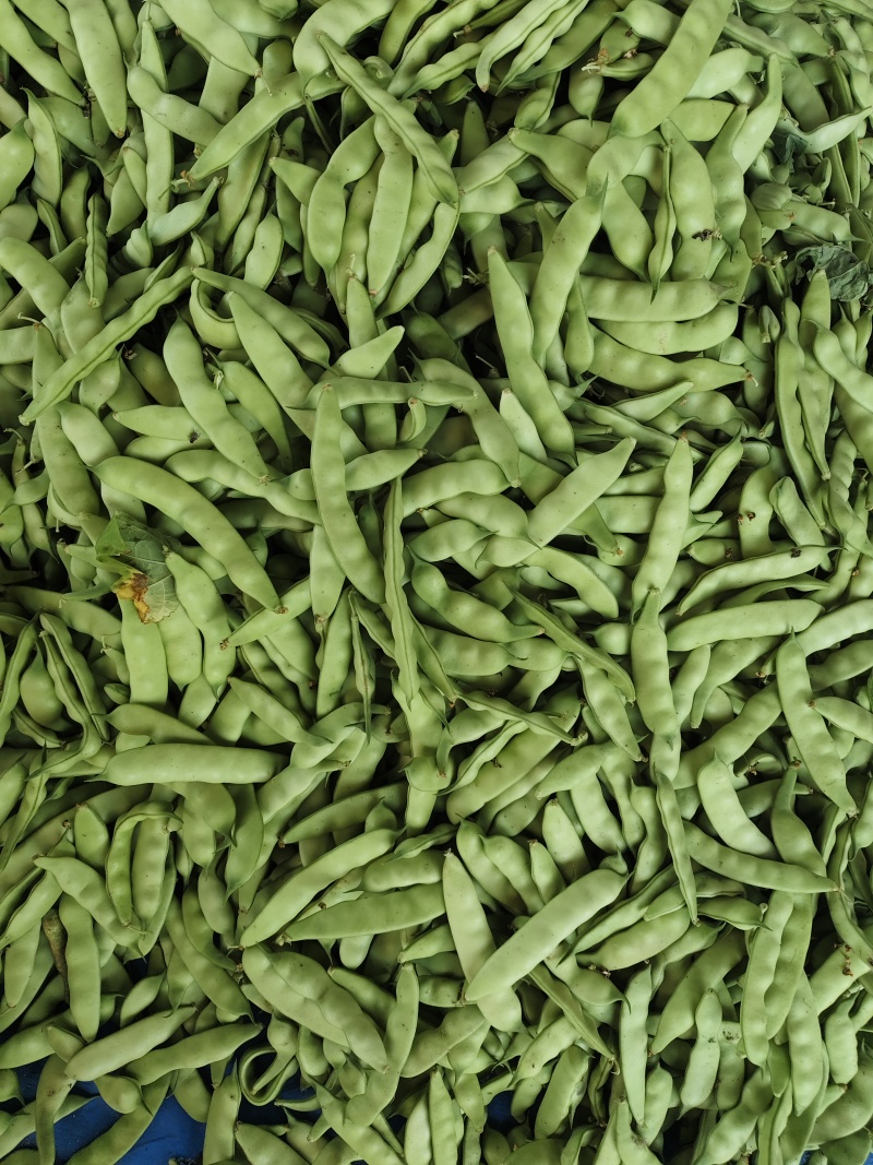吉林油豆角，大量上市，欢迎全国客商前来咨询考察，
