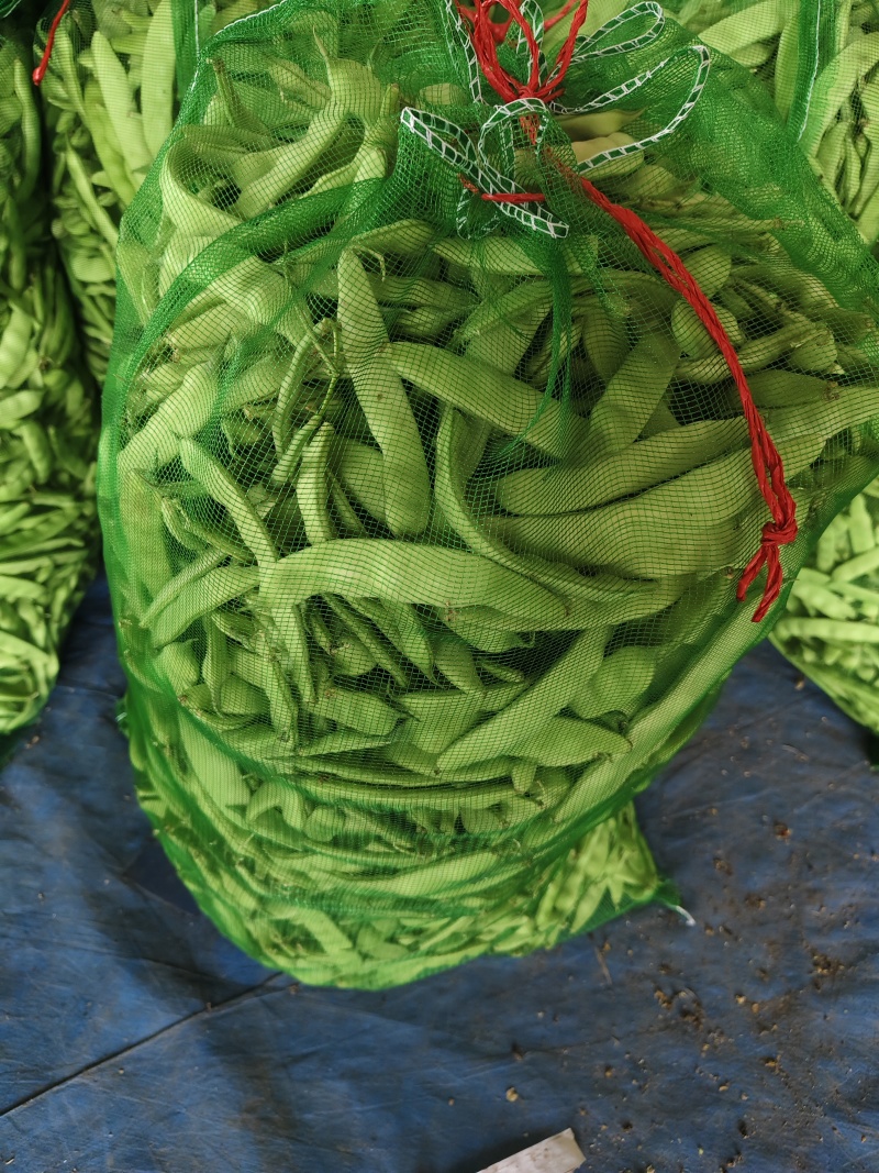 吉林油豆角，大量上市，欢迎全国客商前来咨询考察，