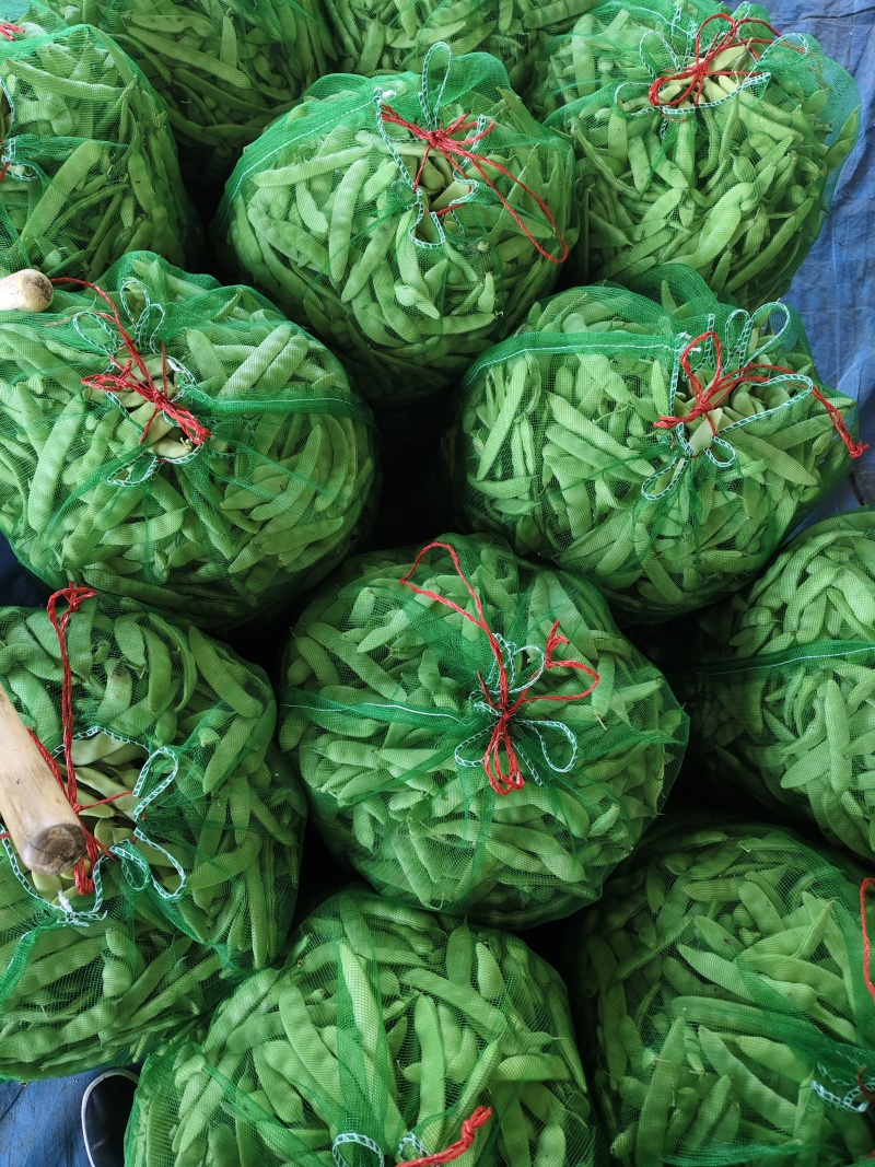 吉林油豆角，大量上市，欢迎全国客商前来咨询考察，