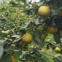 湖北精品翠冠梨新鲜上市了规格齐全可视频看货欢迎实地考察