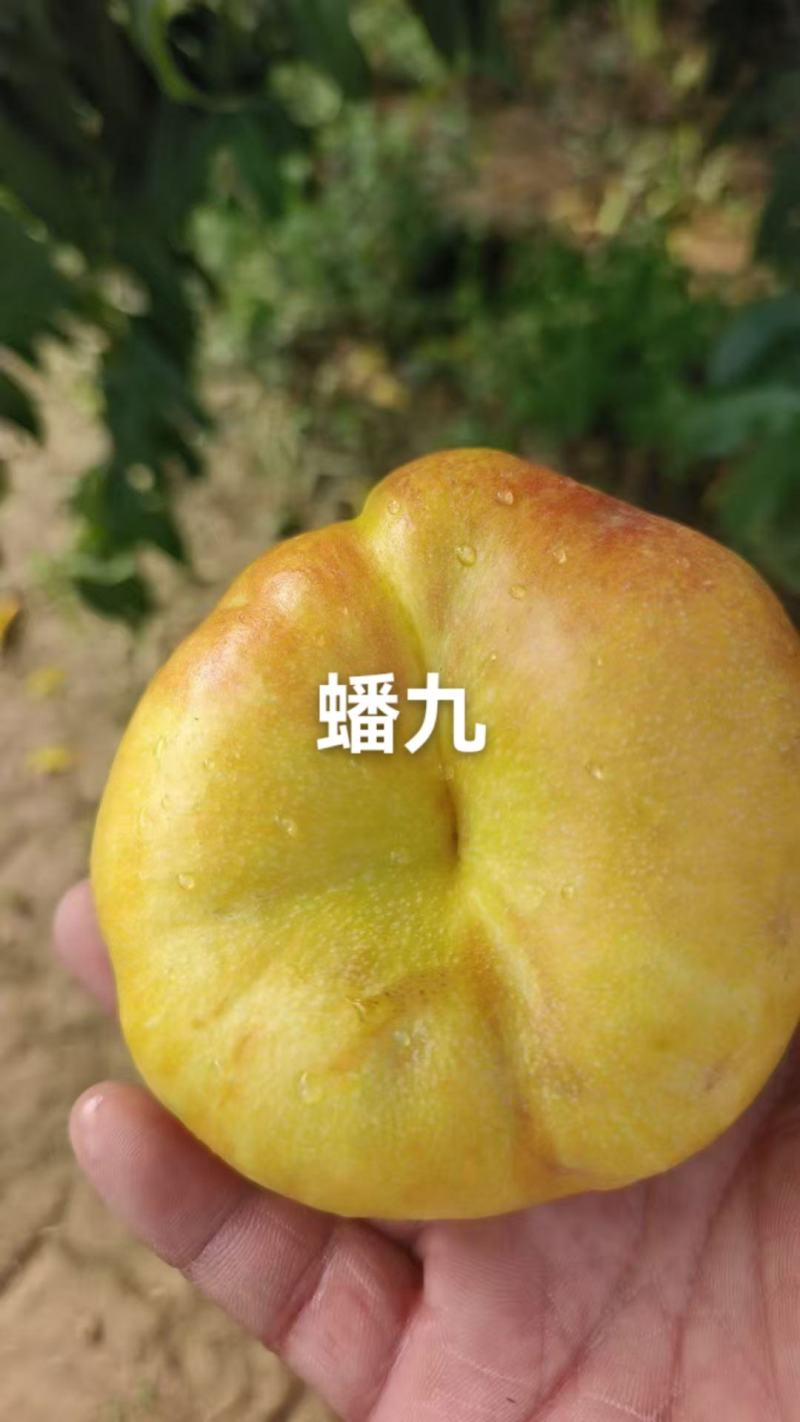蟠九桃已大量上市，有需要的老板通过一亩田