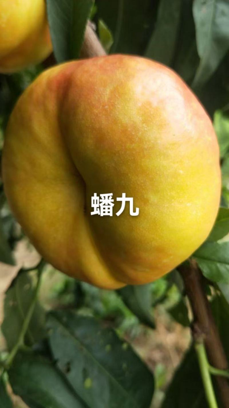 蟠九桃已大量上市，有需要的老板通过一亩田