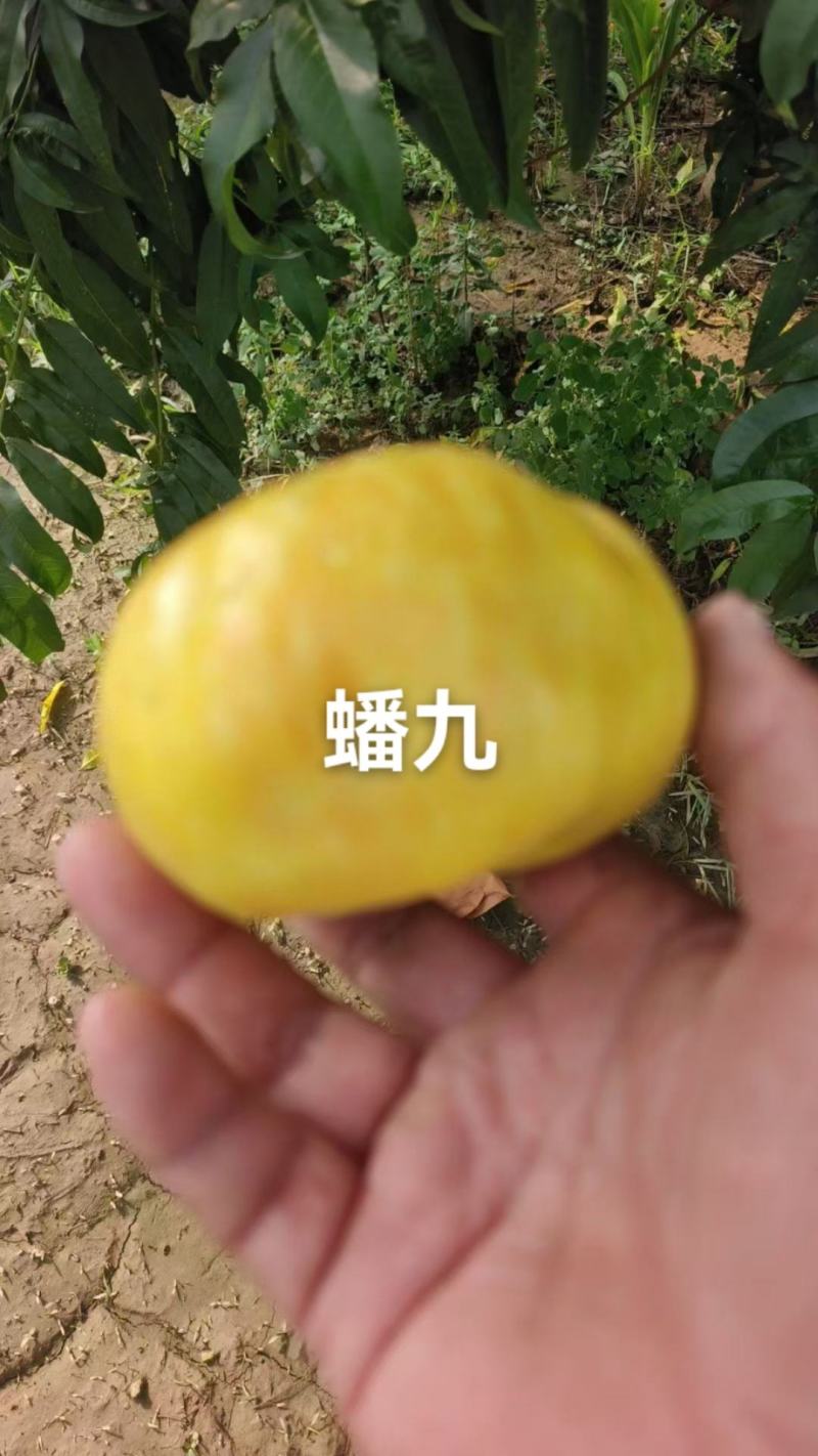 蟠九桃已大量上市，有需要的老板通过一亩田