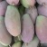 广西百色芒果