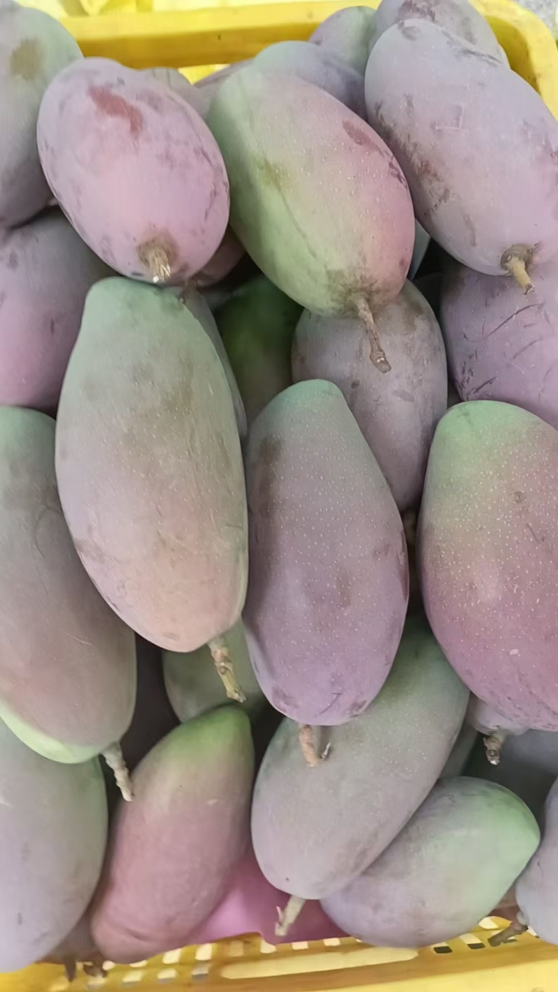 广西百色芒果