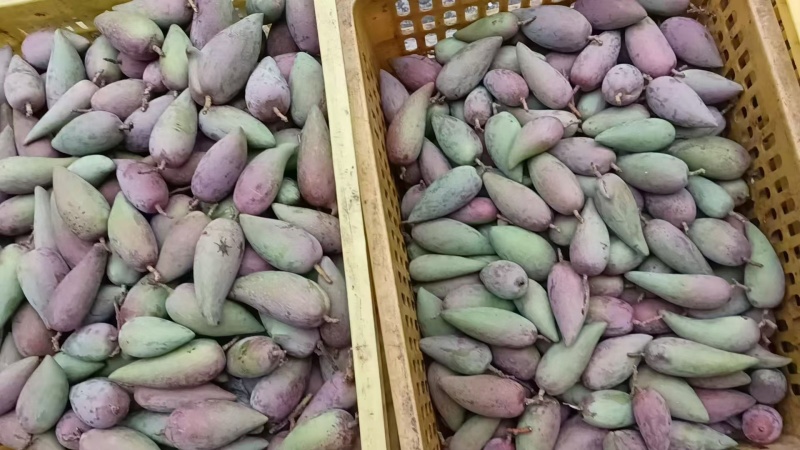 广西百色芒果