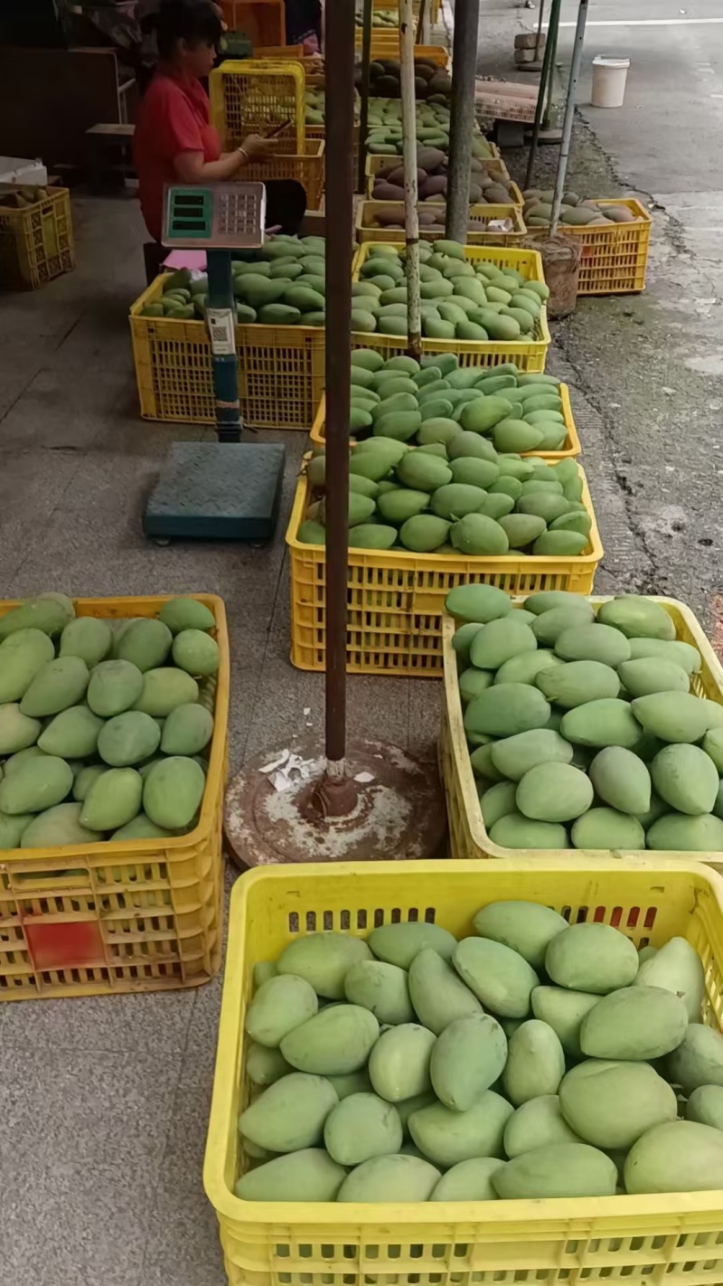 广西百色芒果