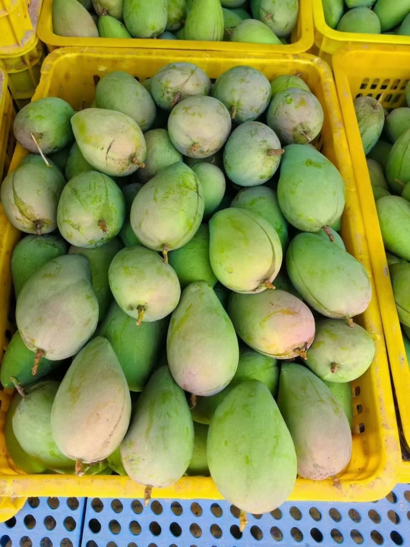 广西百色芒果