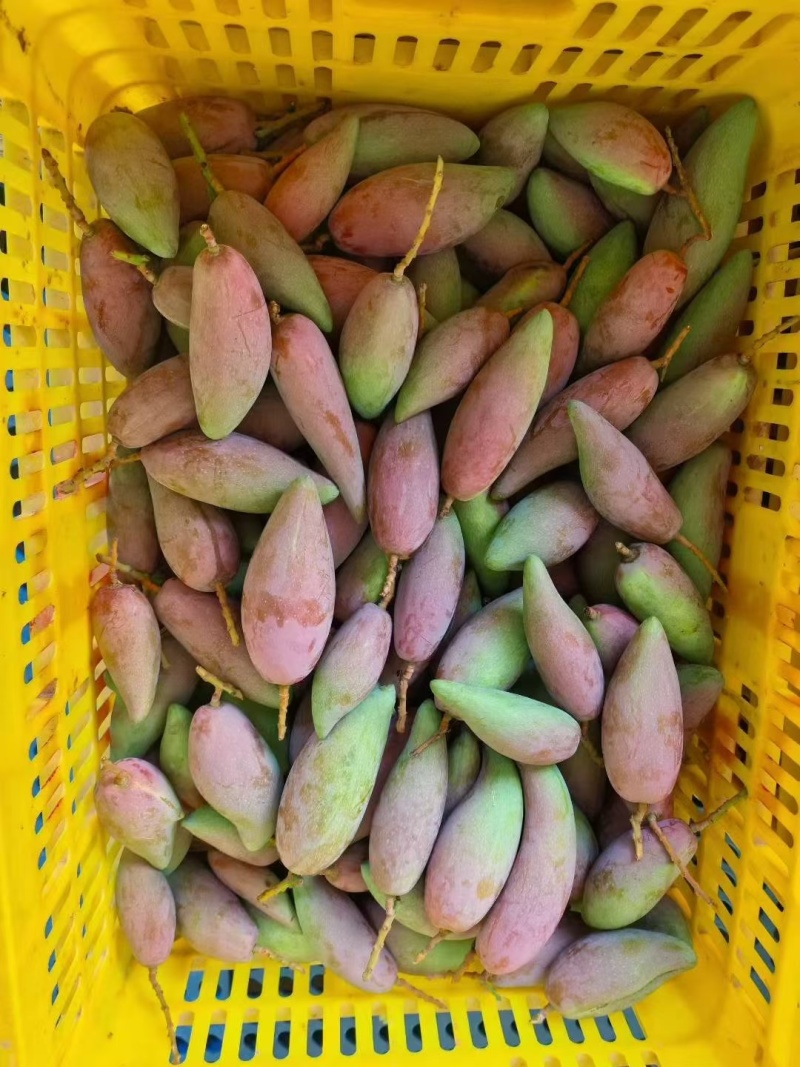 广西百色芒果