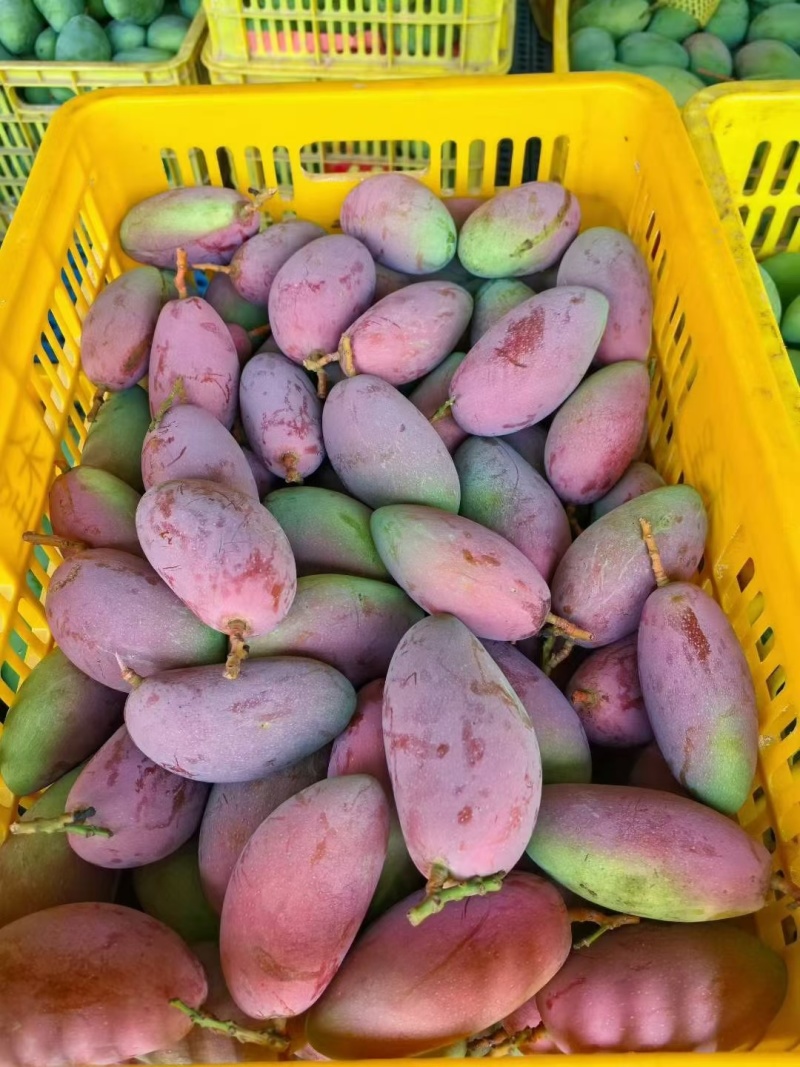 广西百色芒果