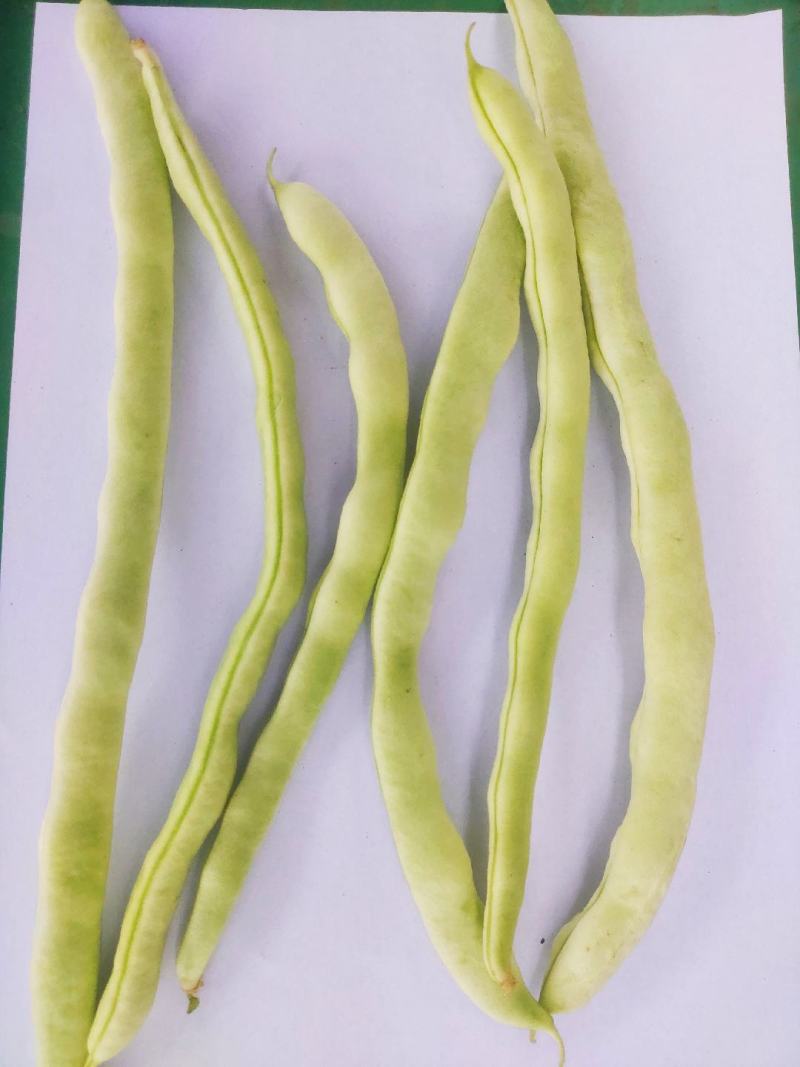 精品扁豆质量保证