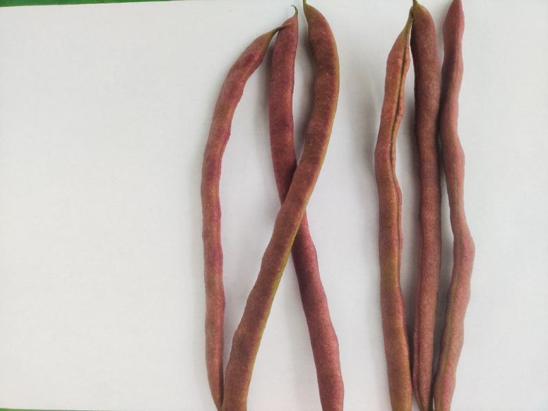 精品扁豆质量保证
