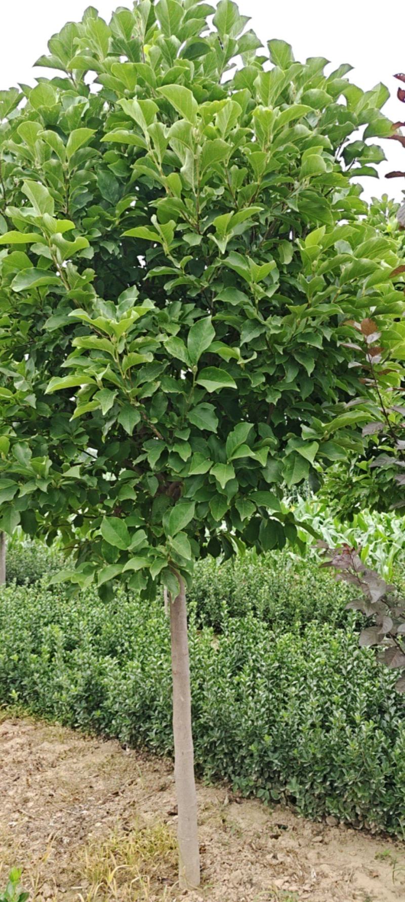 陕西紫玉兰