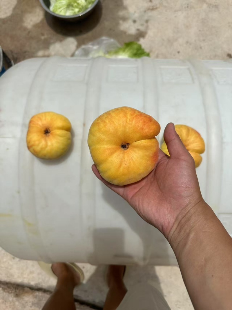 云南毛蟠桃，基地果园直发
