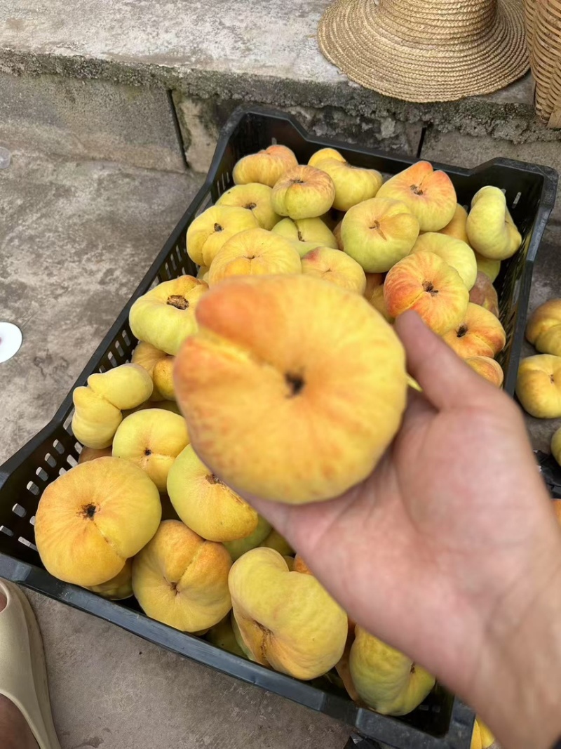 云南毛蟠桃，基地果园直发
