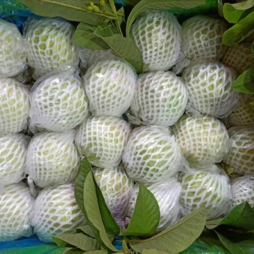 红心芭乐白心芭乐番石榴一件代发基地直供量大从优